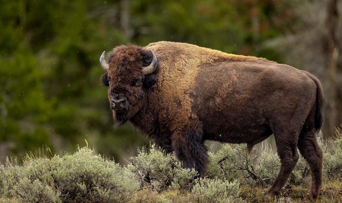 wyoming state